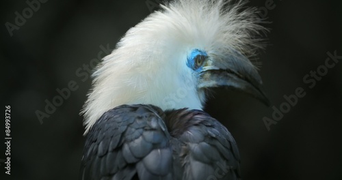 Rare bird form tropical forest White crowned Hornbill Berenicornis Comatus photo