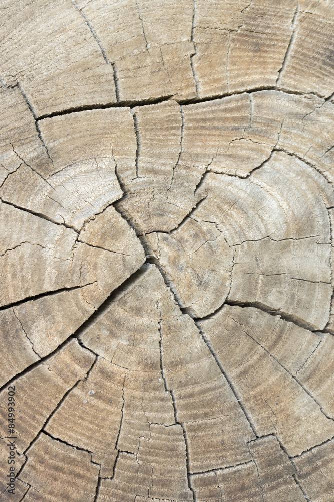 Fototapeta premium Wooden texture
