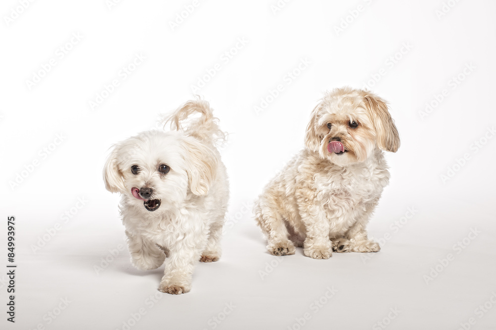 Maltipoo and Morkie Puppies