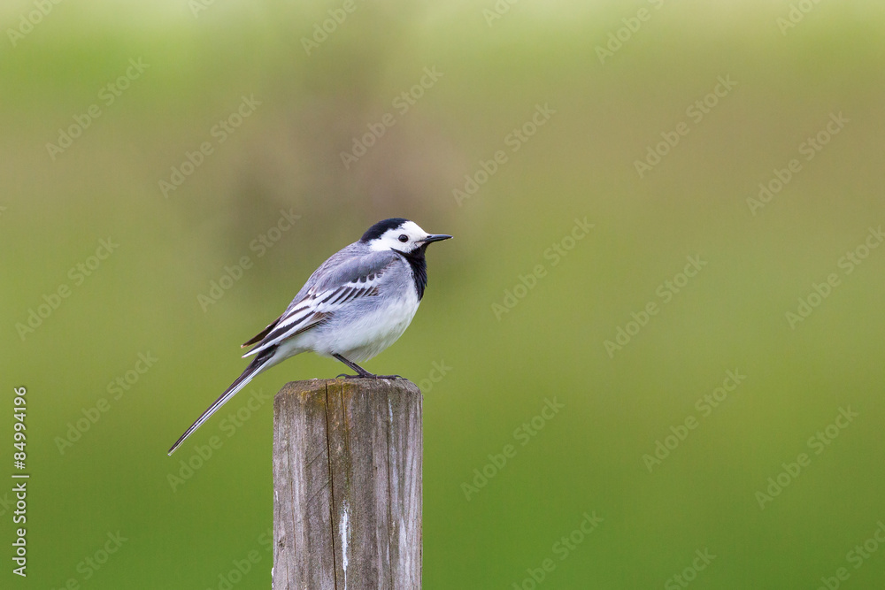 Obraz premium White Wagtail sit on a pole