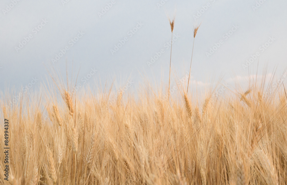 Obraz premium Apulia