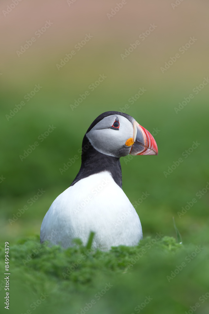 Naklejka premium Atlantic Puffin (Alca Arctica)