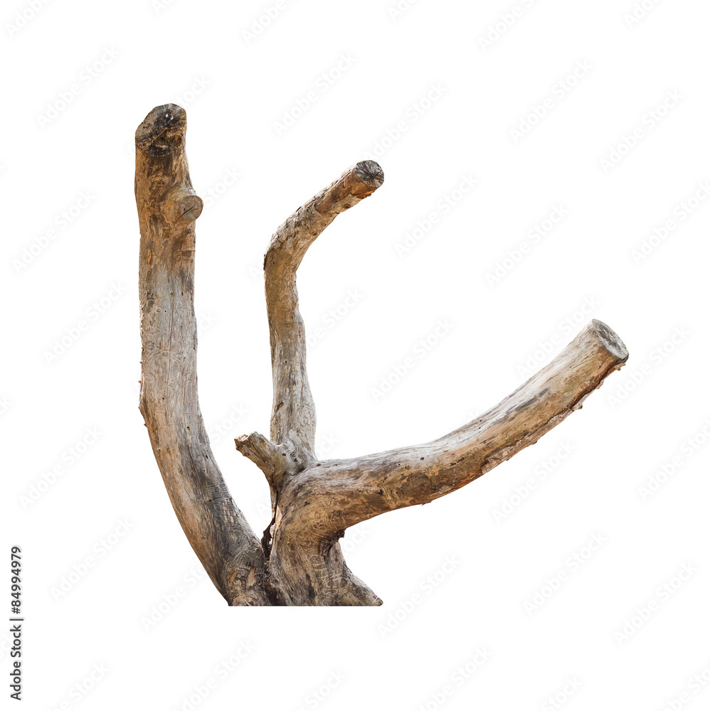 Obraz premium dead wood log