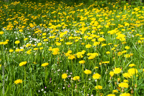 Yellow dandelions in a field