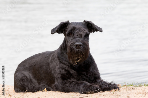 Portrait of Big Black Schnauzer dog