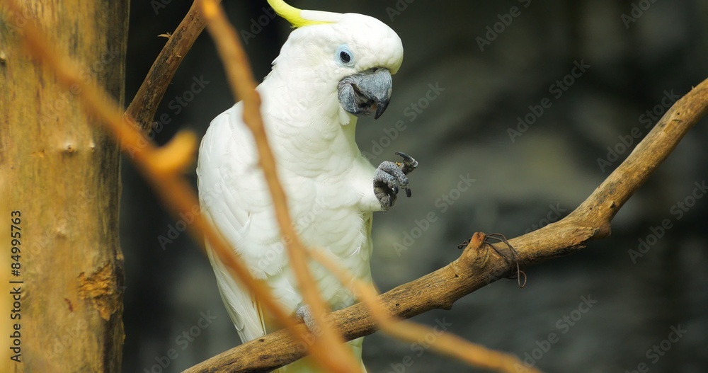 White Cockatoo parrot bird feeding on branches 4k video White Cockatoo parrot bird feeding on branches 4k video