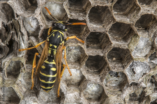 a wasp nest (Vespula vulgaris) photo