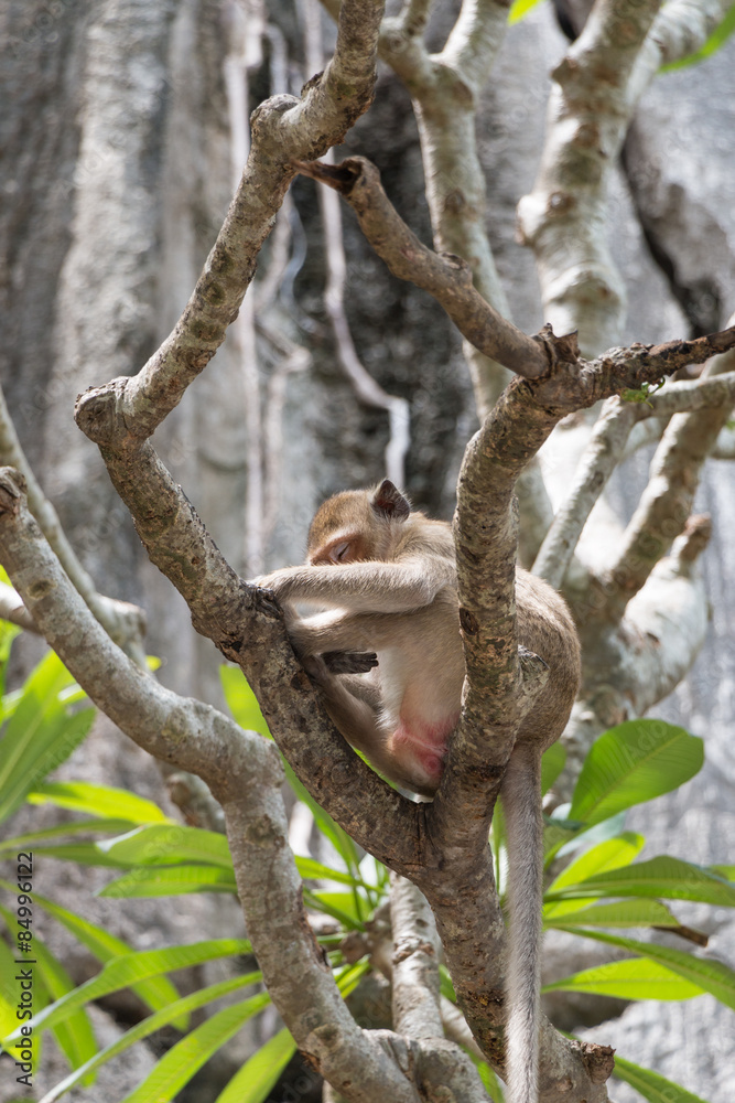 Fototapeta premium Sleeping monkey at Wat Thum Kao Yoi