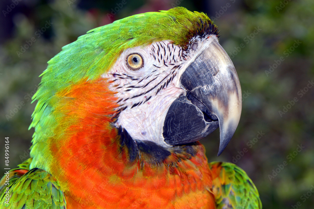 Fototapeta premium Green and orange macaw