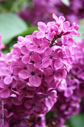 Lilac flowers  purple Close-up 