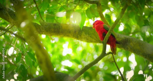 Tropical forest paradise wild life. Red parrot bird on tree branches 4k video