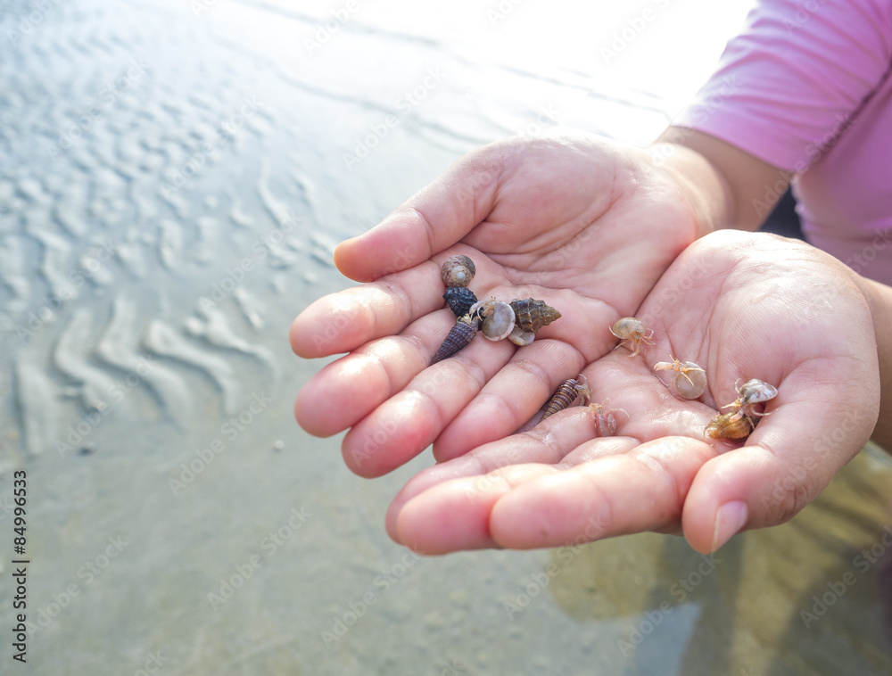 smalll Hermit Crab using seashell as home
