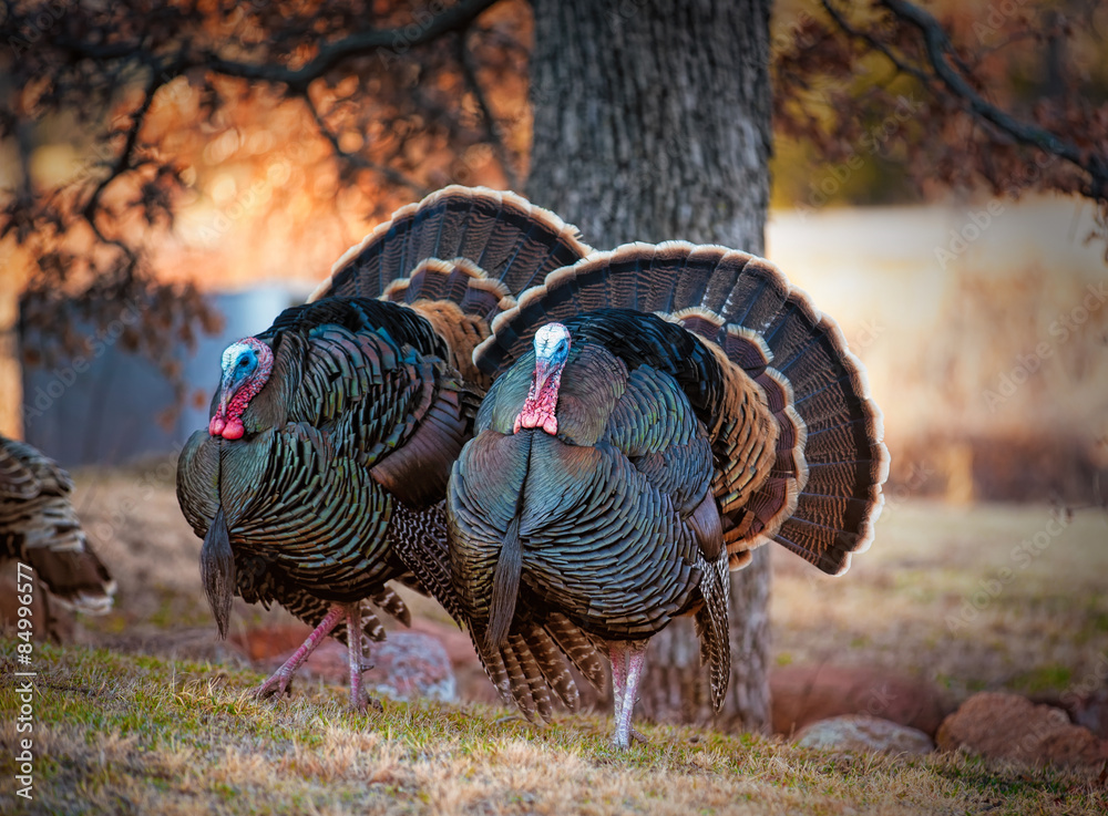Fototapeta premium Two male tom turkeys in full colorful feather display