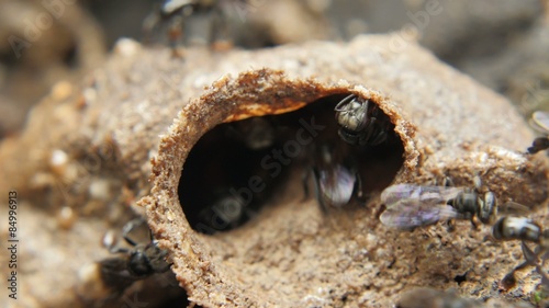 Tetragonula small black bees in hive entrance 4K close up video  photo