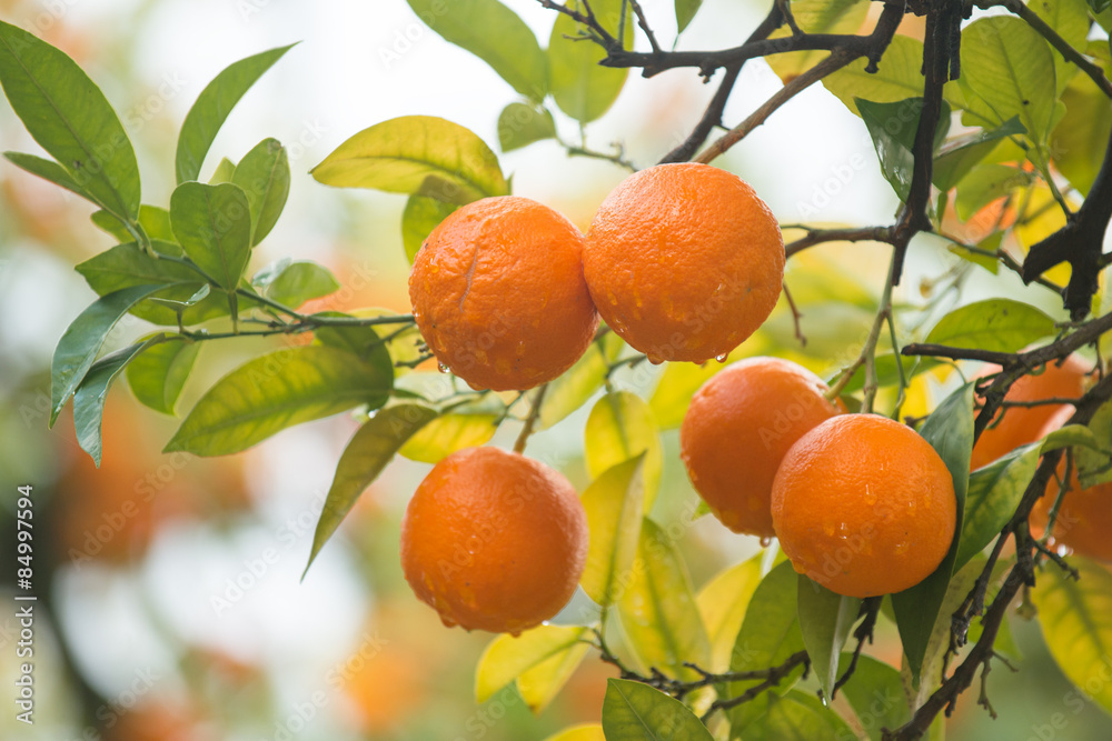 Close up of mandarin tree branch during harvest in Spain - obrazy, fototapety, plakaty 