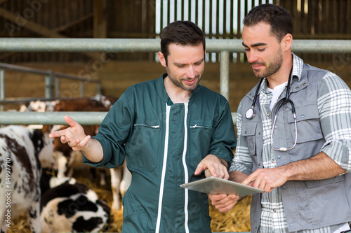 Farmer and veterinary working together in a barn