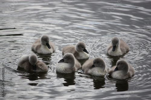 Swans, Chicks, Cygnets, large Swan family © ClaraNila