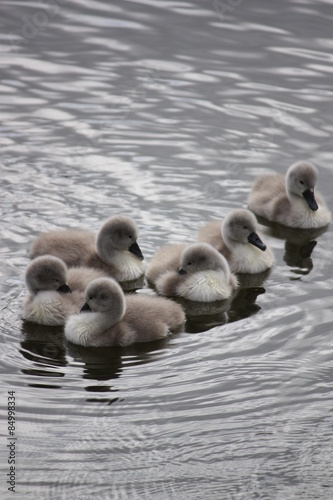 Swans, Chicks, Cygnets, large Swan family © ClaraNila