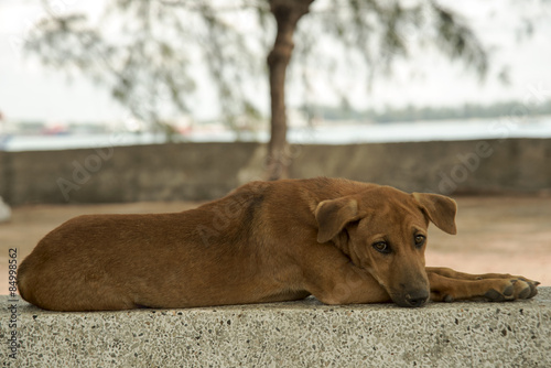 Dog on concrete seats   photo