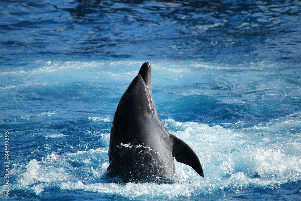Fototapeta premium アドベンチャーワールドのイルカショー