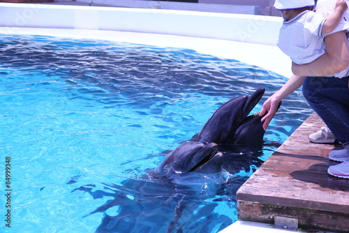 アドベンチャーワールドのイルカ