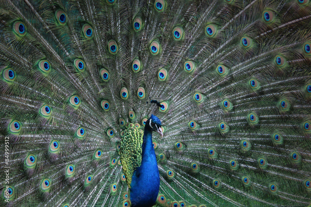 Naklejka premium Peacock with feathers out