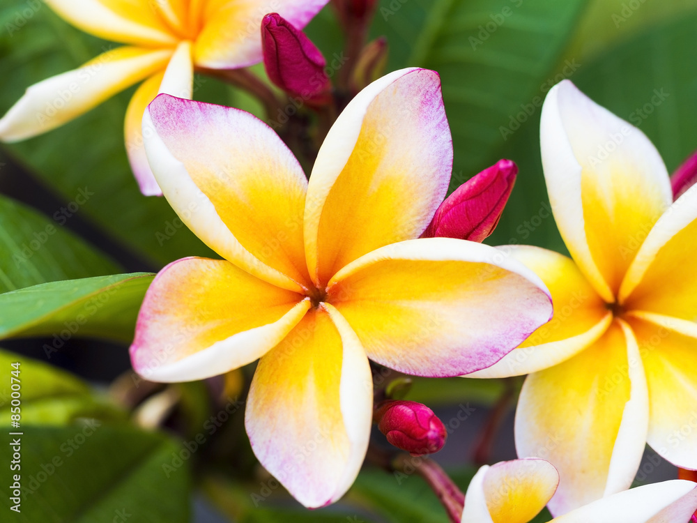 colorful plumeria flower and colorful plumeria flower and