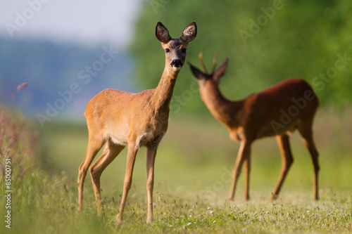 Fotografering Roe deer buck and doe
