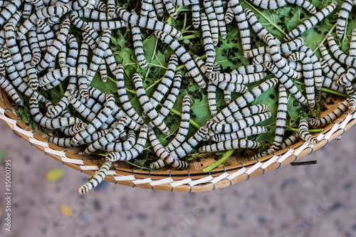 Silkworms photo