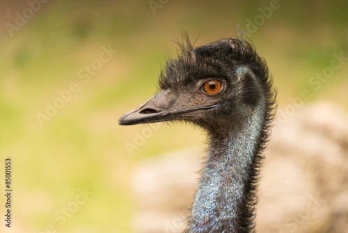 Close-up of hairy black head of emu