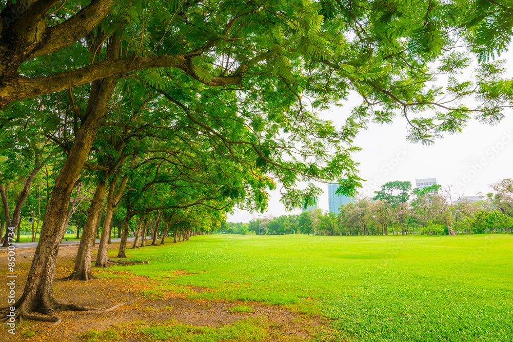 Green public park outdoor with tree and sky Green public park outdoor with tree and sky