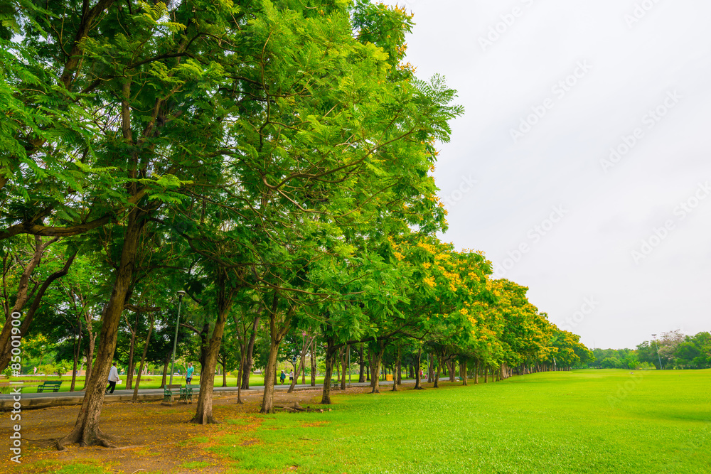 Green public park outdoor with tree and  sky