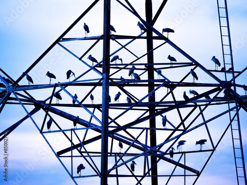 silhouette of big birds on electrical tower