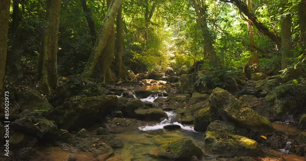 Deep tropical forest and small creek running between stones. Tranquil nature Deep tropical forest and small creek running between stones. Tranquil nature