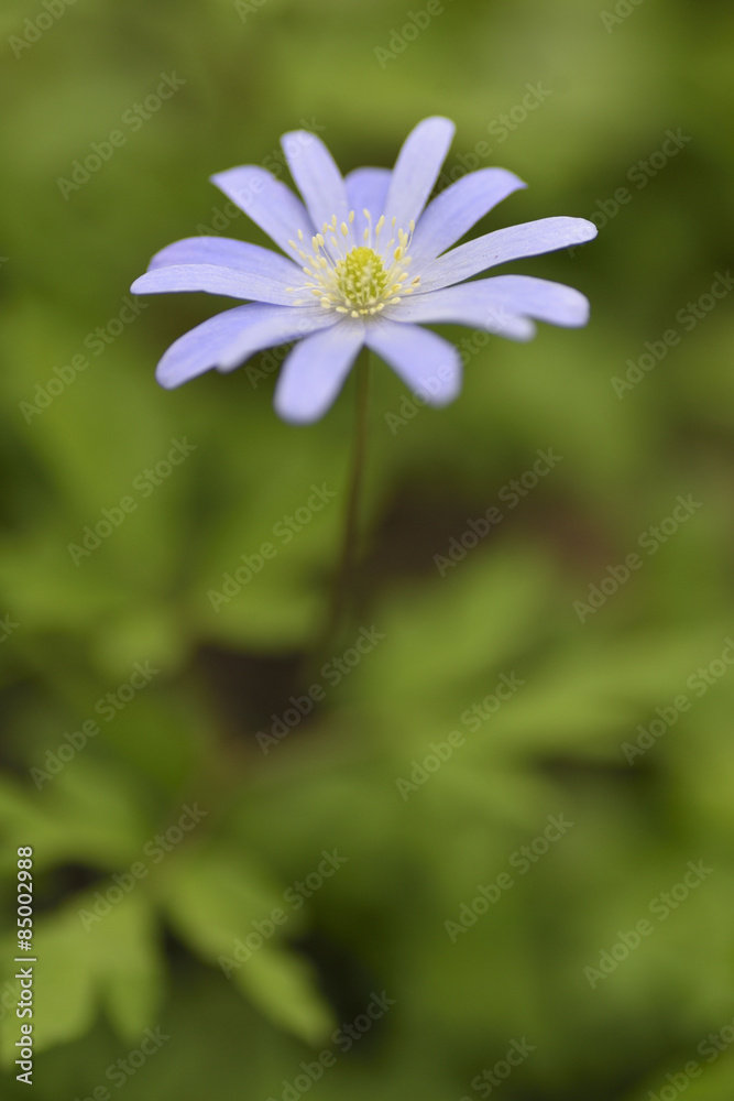 Margherita selvatica/Wild Daisy Margherita selvatica/Wild Daisy