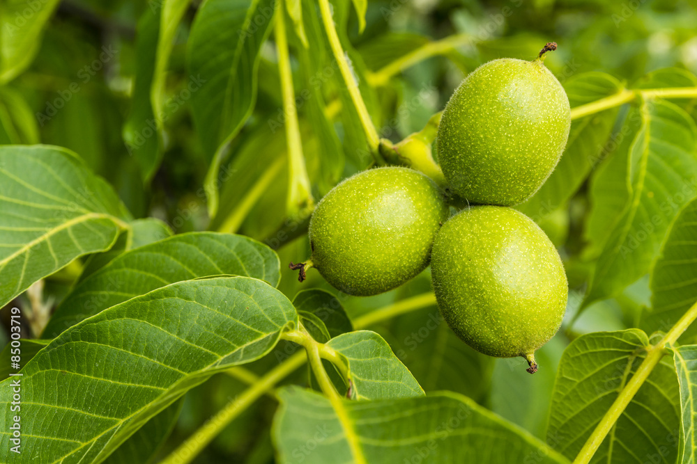 Three green fruits walnut