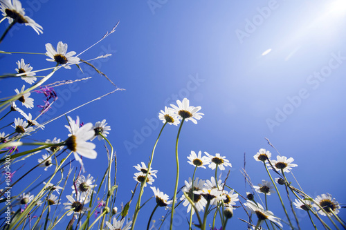 Fototapeta Naklejka Na Ścianę i Meble -  Beautiful white daisies and blue sky