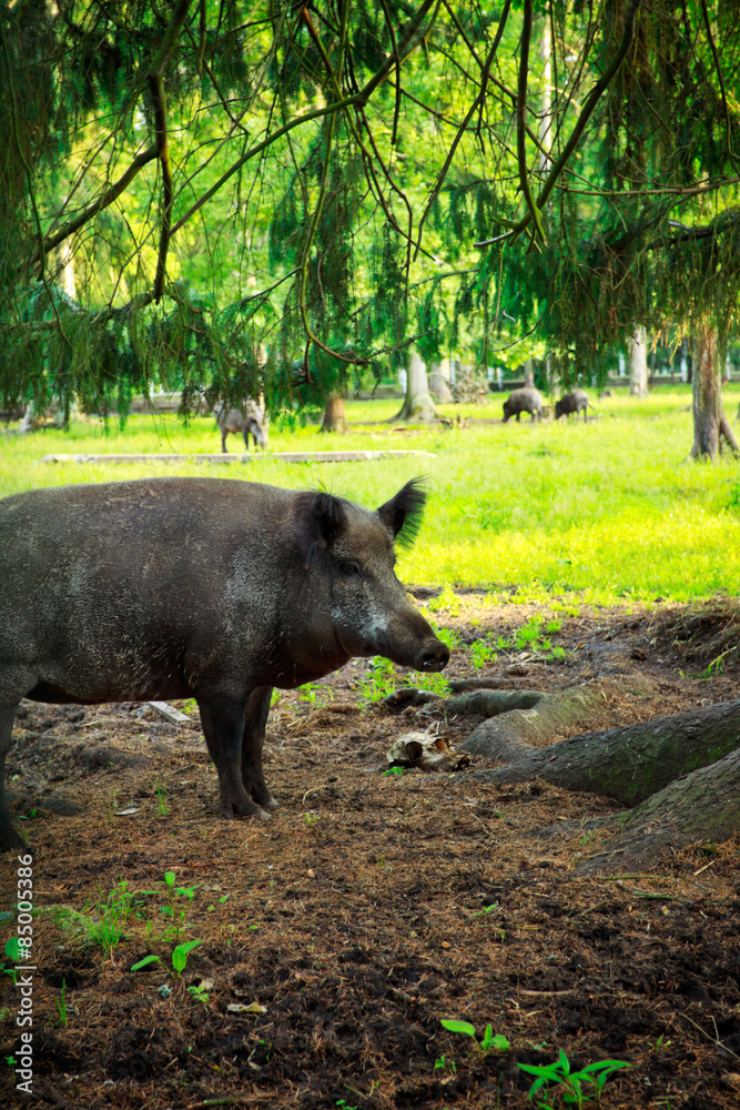 wild boar wild boar