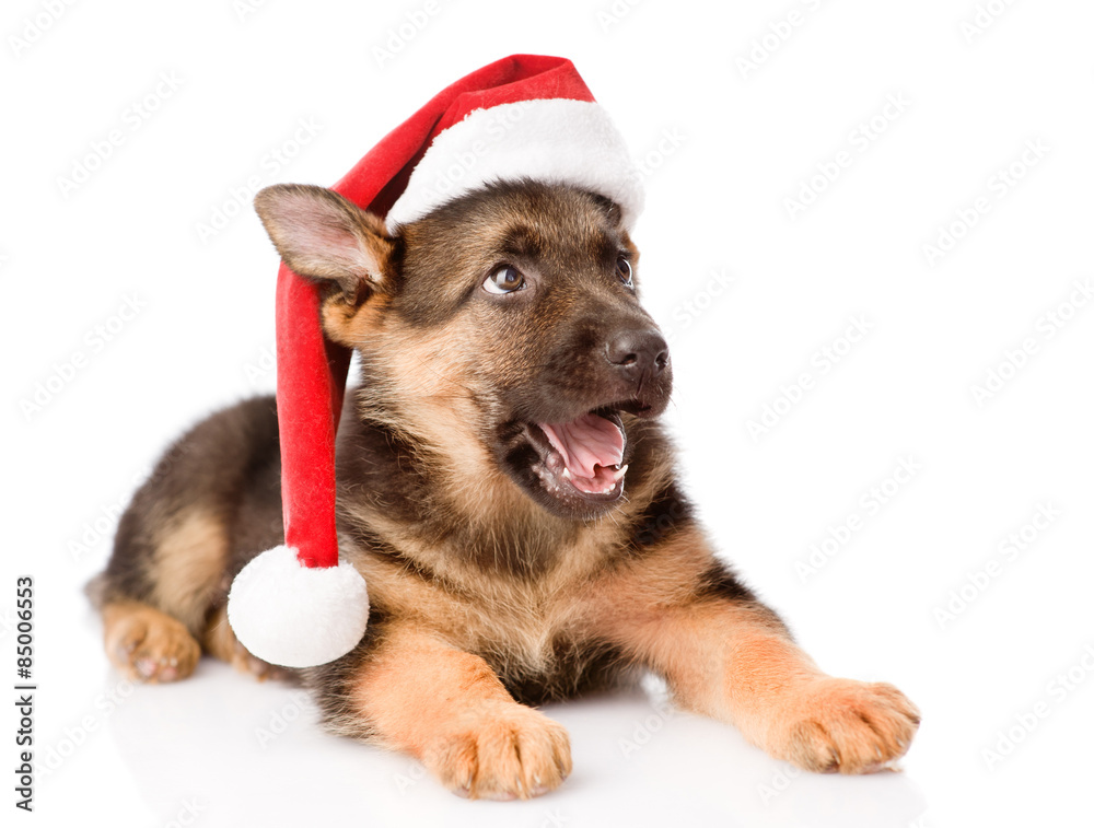 German Shepherd puppy with red hat looking up. isolated on white German Shepherd puppy with red hat looking up. isolated on white