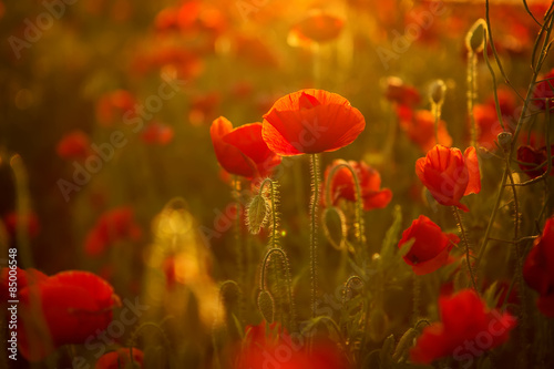 Fototapeta Naklejka Na Ścianę i Meble -  Poppies at sunset