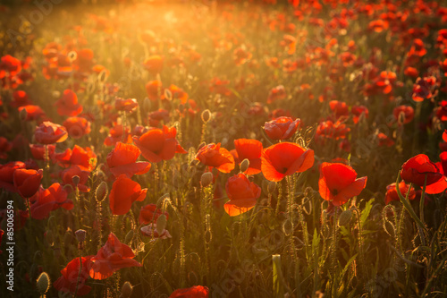 Poppies at sunset © Kristina Stasiuliene