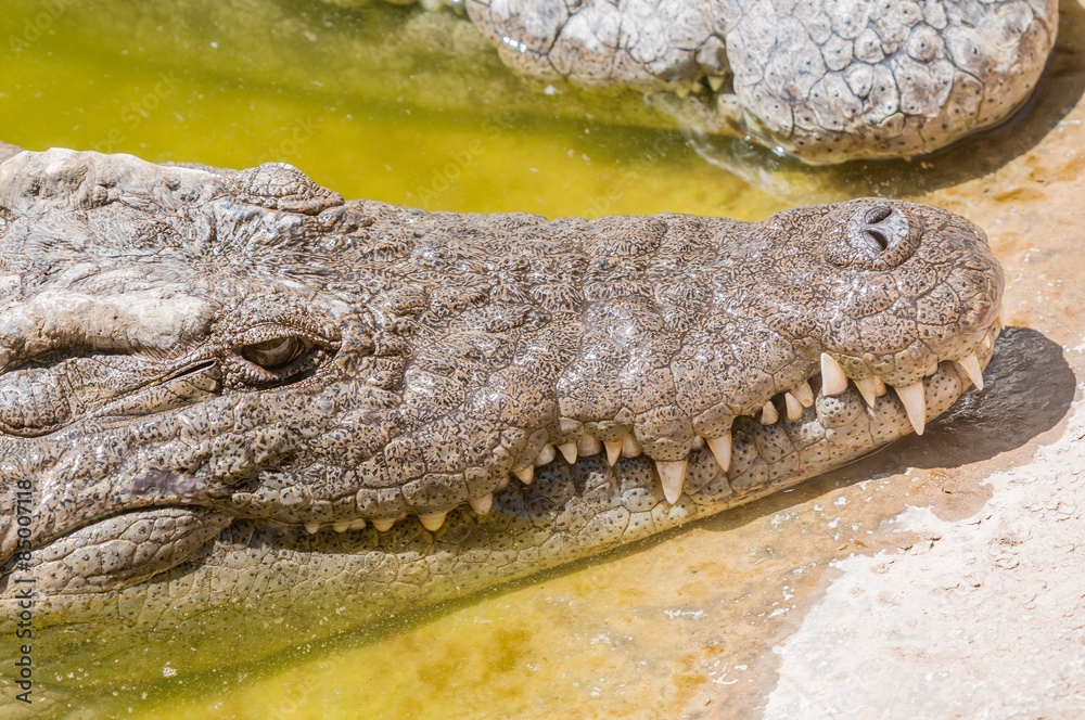 Fototapeta premium Close-up of the face of a Nile crocodile