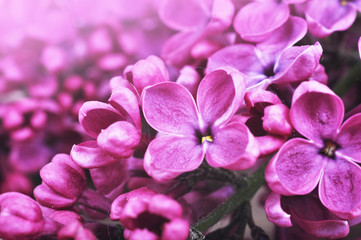 Papier peint photo Lilas Fleurs de lilas pourpre épanouies  © nixki
