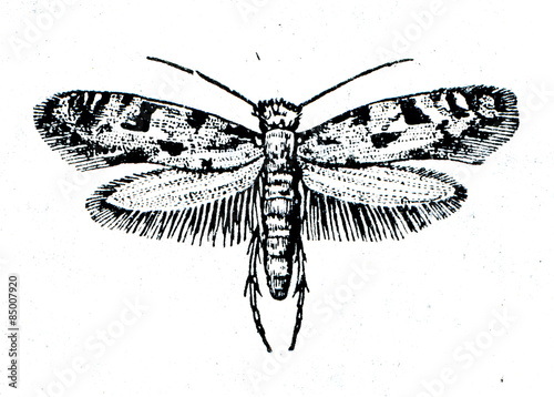 European Grain Moth (Nemapogon granella) photo