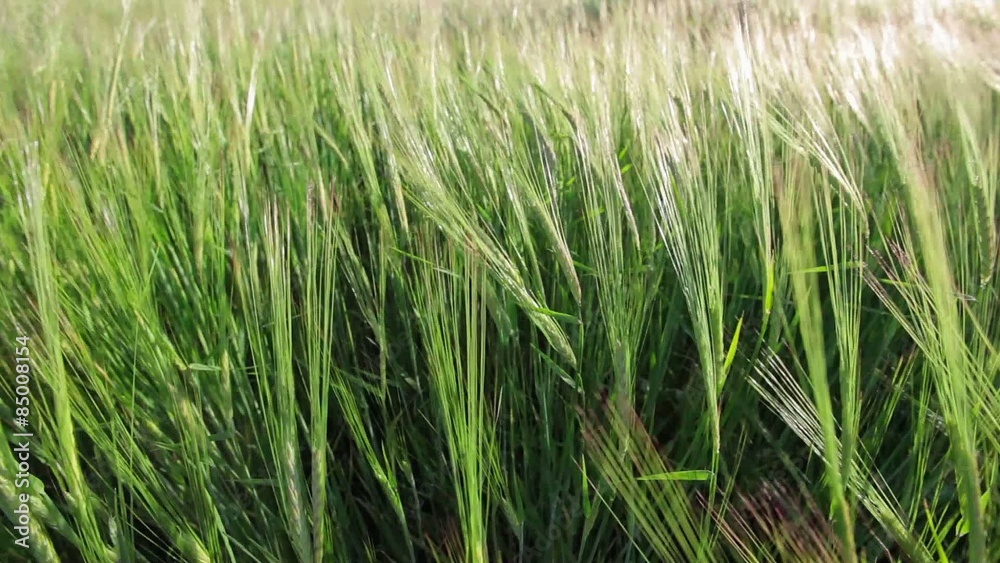 Green Wheat Field Waves Moved by Summer Wind Green Wheat Field Waves Moved by Summer Wind