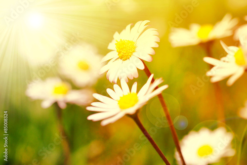 Daisy flowers in the sunset