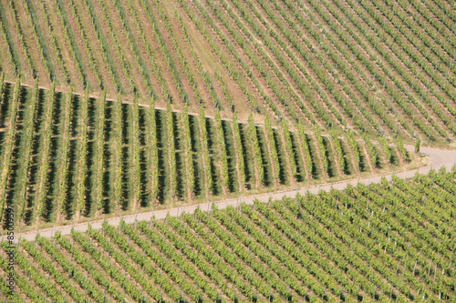 Weinberge