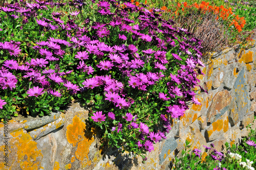 Foto Belles marguerites d'été au soleil sur un mur