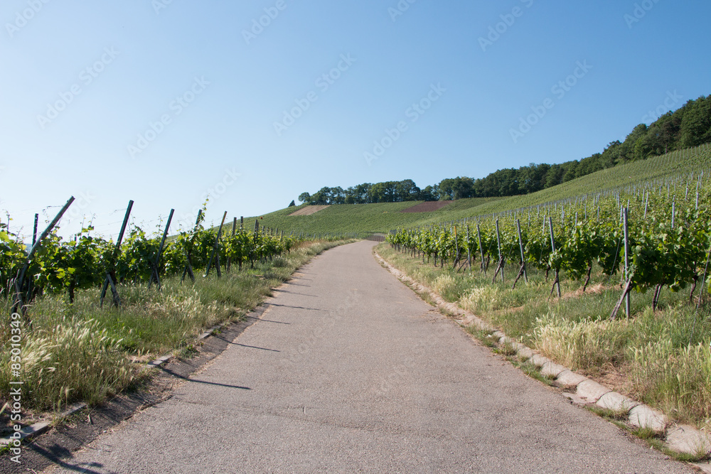 Obraz premium Weinberge