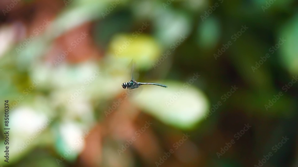 Darter Dragonfly close-up view in jungle rain forest Darter Dragonfly close-up view in jungle rain forest